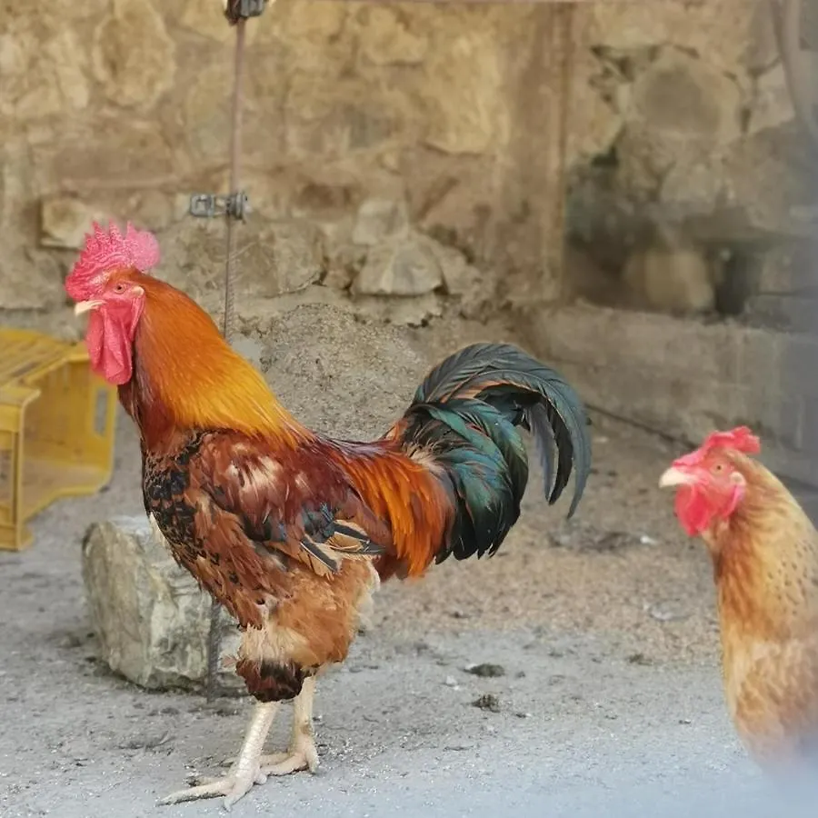 Fattoria Tolomei Campagnatico Ferienhaus